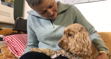 Farah Dogs: Superhelden auf vier Pfoten