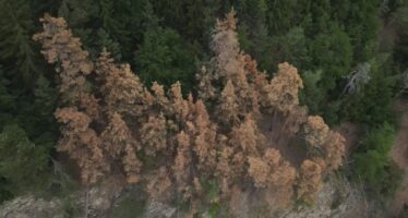 Réchauffement climatique: des forestiers attristés par les coupes du Conseil fédéral
