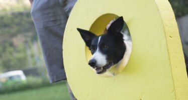 Kanal9 Sommerserie: “Ds Niini unnerwägs” mit Krümeli. Zusammen mit dem Vierbeiner besuchen wir die Hundeschule Schwarz und den Hundesalon Schwarz.