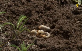 Les larves de hannetons causent d’importants dégâts. Les agriculteurs de Sembrancher lancent l’alerte