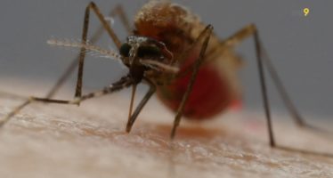 Moustiques, vecteurs de maladies