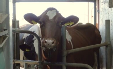 La surproduction de lait suisse pousse à brader les prix à l’étranger