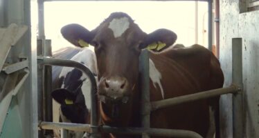 La surproduction de lait suisse pousse à brader les prix à l’étranger