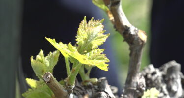 La protection de la vigne