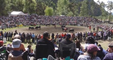 Rund 200 kampfeswillige Eringerkühe und ein grosser Volksaufmarsch am Frühlingsstechfest im Rarner Goler