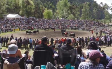 Rund 200 kampfeswillige Eringerkühe und ein grosser Volksaufmarsch am Frühlingsstechfest im Rarner Goler