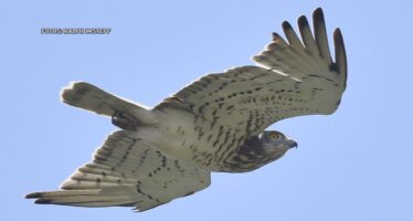 Früher fast ausgerottet, heute ist der Schlangenadler wieder ein öfters gesehener Gast bei uns, vor allem in der Region Leuk