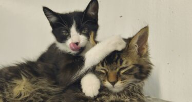 Après l&rsquo;incendie d&rsquo;Uvrier, un mini Manzambi et un mignon Xhaka sont à adopter à la SPA