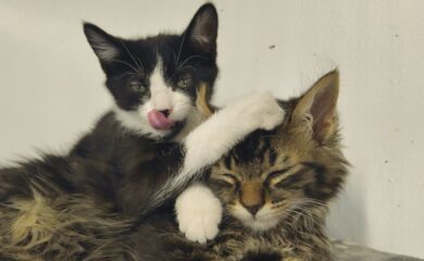 Après l&rsquo;incendie d&rsquo;Uvrier, un mini Manzambi et un mignon Xhaka sont à adopter à la SPA