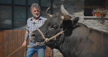 Vaches d&rsquo;Hérens à Aoste: «Suisse est meilleure qu&rsquo;une fiancée»