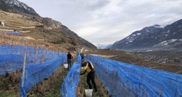 Grains nobles: des trésors de la nature