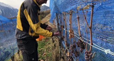 Grains nobles: des trésors de la nature