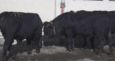 Race d’Hérens: 130 taureaux réunis à Châteauneuf
