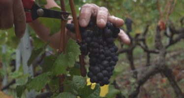 Les premières vendanges 2025 ont commencé
