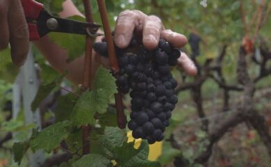 Les premières vendanges 2025 ont commencé