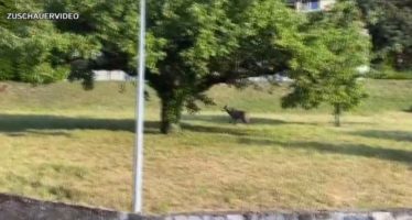 Wolf in Monthey: Ein Zuschauervideo aus dem Unterwallis zeigt einen mutmasslichen Wolf im bewohntem Gebiet